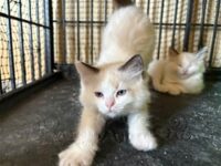 RagdollKittyCats of CA