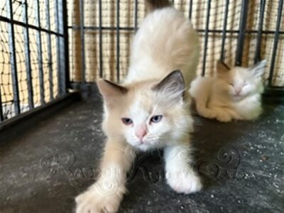RagdollKittyCats of CA