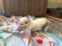 RagdollKittyCats of CA