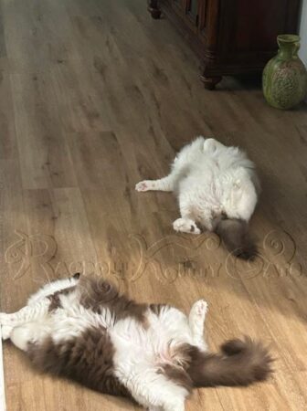 RagdollKittyCats of CA