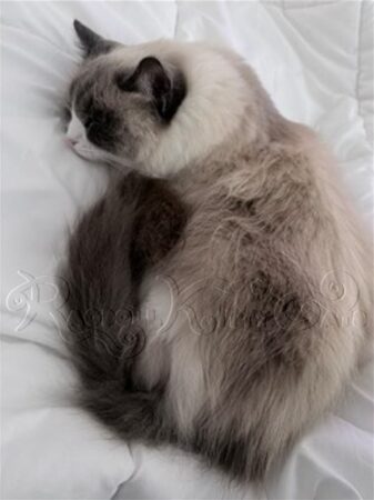 RagdollKittyCats of CA