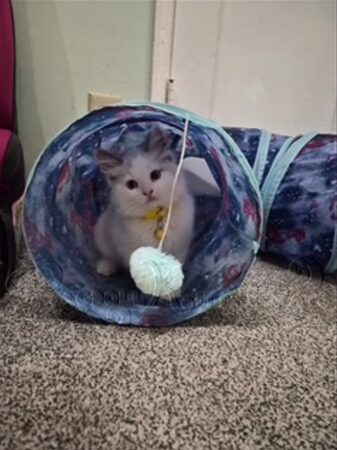 RagdollKittyCats of CA