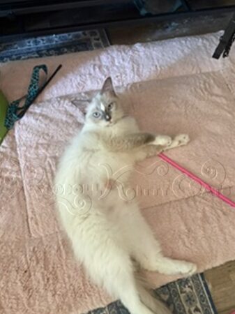 RagdollKittyCats of CA