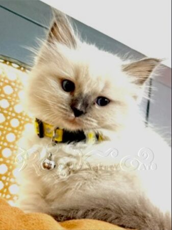 RagdollKittyCats of CA