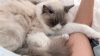 RagdollKittyCats of CA