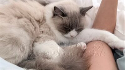 RagdollKittyCats of CA