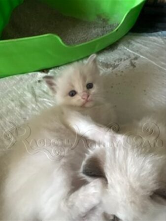 RagdollKittyCats of CA