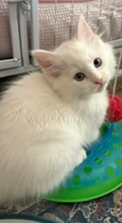 RagdollKittyCats of CA
