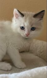 RagdollKittyCats of CA