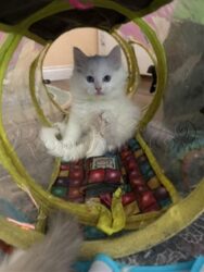 RagdollKittyCats of CA