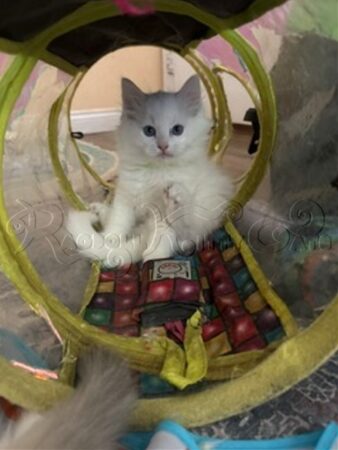 RagdollKittyCats of CA
