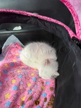 RagdollKittyCats of CA