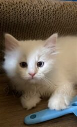 RagdollKittyCats of CA