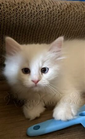 RagdollKittyCats of CA