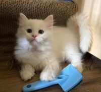 RagdollKittyCats of CA