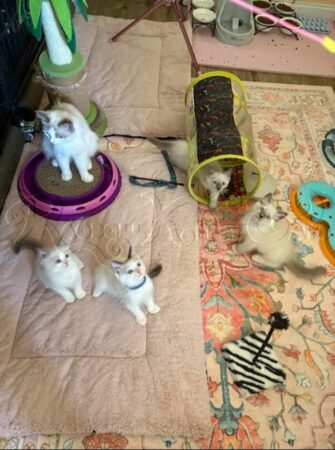 RagdollKittyCats of CA
