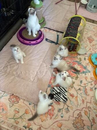 RagdollKittyCats of CA