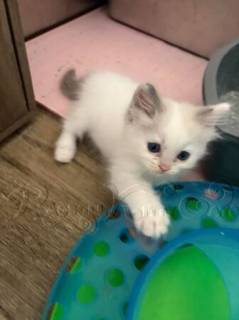 RagdollKittyCats of CA