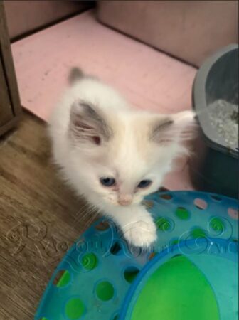 RagdollKittyCats of CA