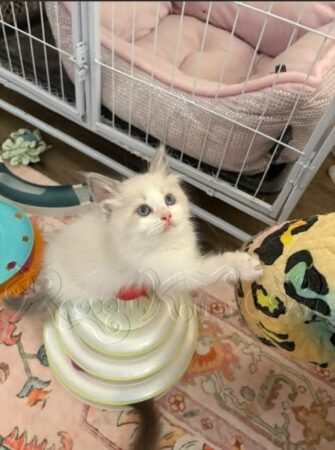 RagdollKittyCats of CA