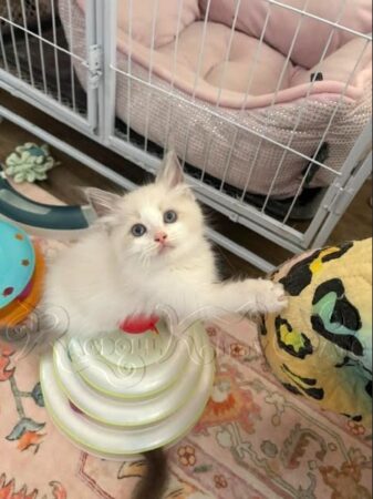 RagdollKittyCats of CA
