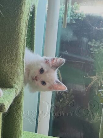 RagdollKittyCats of CA