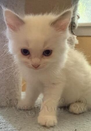 RagdollKittyCats of CA
