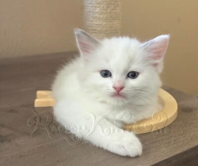 RagdollKittyCats of CA