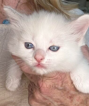 RagdollKittyCats of CA