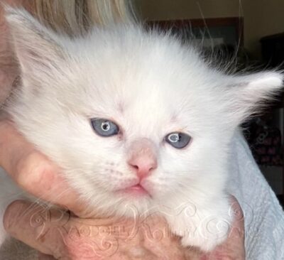 RagdollKittyCats of CA