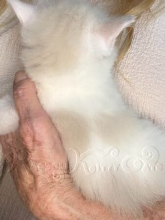 RagdollKittyCats of CA