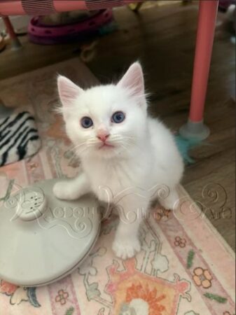 RagdollKittyCats of CA