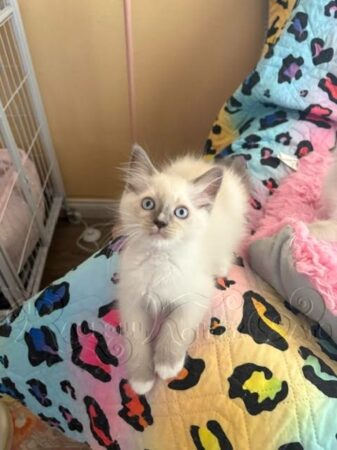 RagdollKittyCats of CA