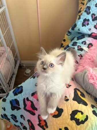 RagdollKittyCats of CA