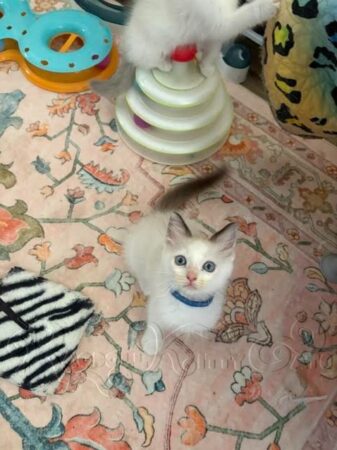 RagdollKittyCats of CA
