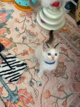 RagdollKittyCats of CA