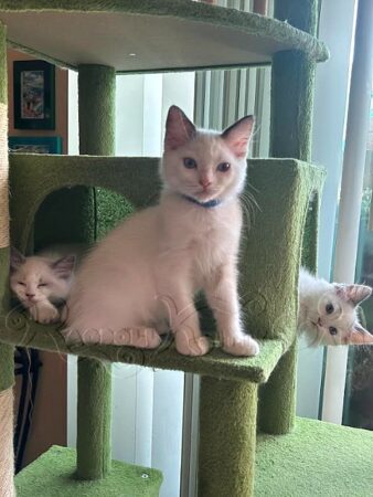 RagdollKittyCats of CA