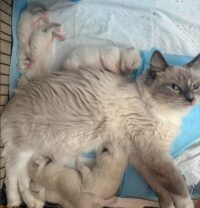 RagdollKittyCats of CA