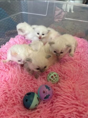RagdollKittyCats of CA