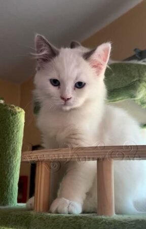 RagdollKittyCats of CA