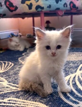 RagdollKittyCats of CA