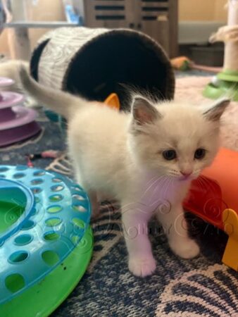 RagdollKittyCats of CA