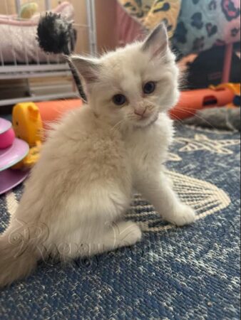 RagdollKittyCats of CA
