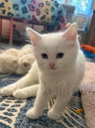 RagdollKittyCats of CA