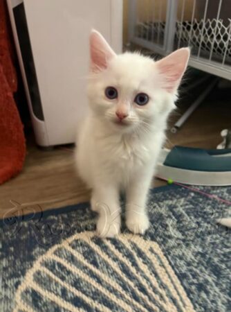 RagdollKittyCats of CA