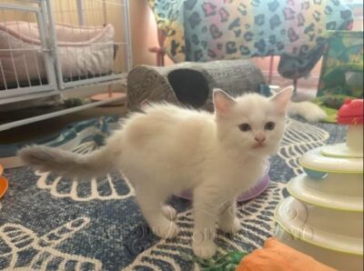 RagdollKittyCats of CA