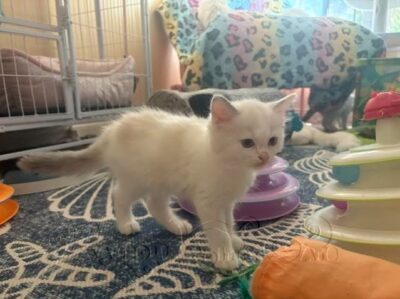 RagdollKittyCats of CA