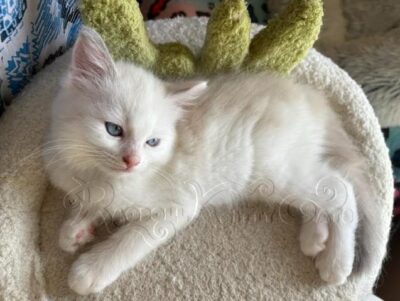 RagdollKittyCats of CA