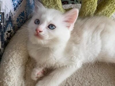 RagdollKittyCats of CA