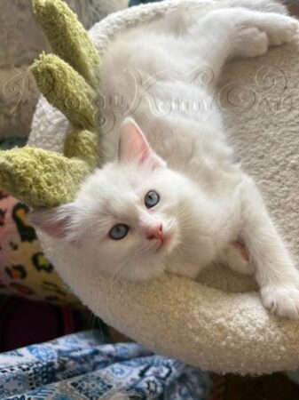 RagdollKittyCats of CA
